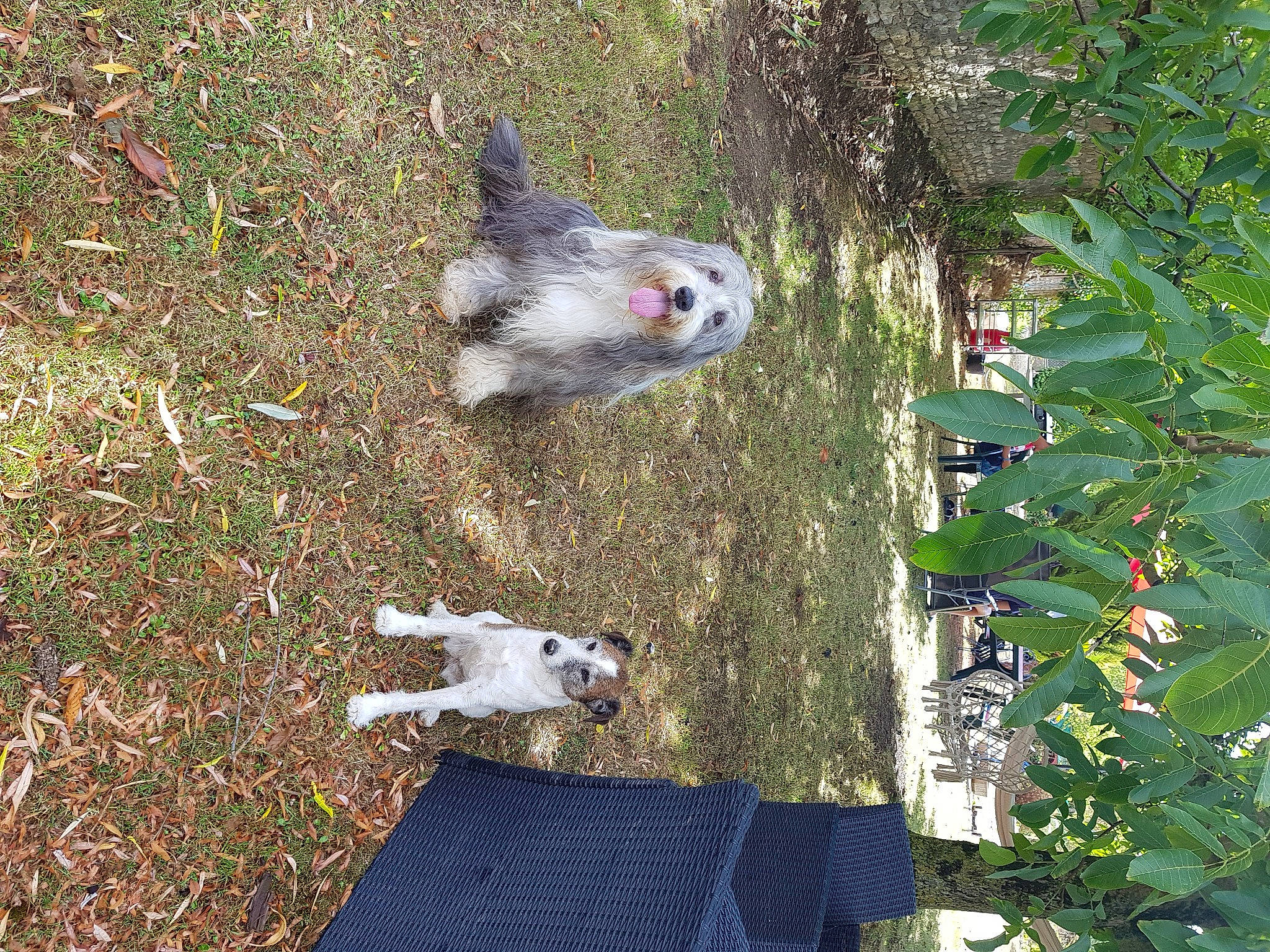 Fripouille a rejoint le concours — aidez-le/la à gagner de superbes lots ! canidae, carnivore, marsupial, tail, west_highland_white_terrier