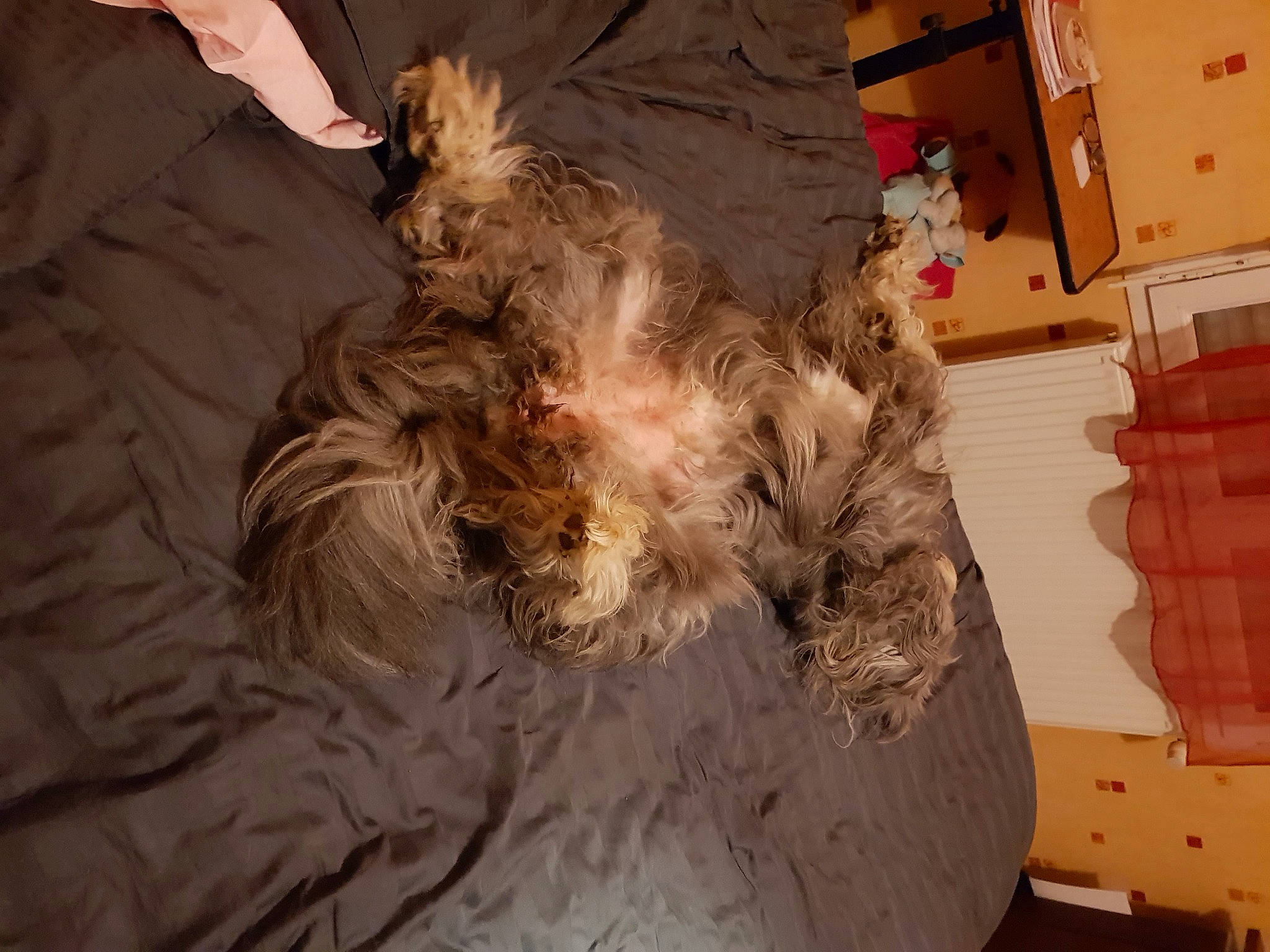 Fripouille a rejoint le concours — aidez-le/la à gagner de superbes lots ! australian_silky_terrier, bolonka, cairn_terrier, canidae, carnivore, dog, dog_breed, fur, glen_of_imaal_terrier, schnoodle, small_terrier, sporting_group, terrier, yorkshire_terrier