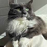 Pepper is registered to the contest to win money with this photo: cat, fluffy, gray_cat, white_paws, green_eyes, whiskers, indoor, sunlight, close_up, pet, feline, cozy, blanket, relaxed, cute, portrait, animal, soft_texture, domestic_cat, resting