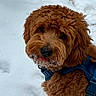 dog, puppy, curly_coat, brown_fur, fluffy, snow, winter, outdoor, harness, blue_harness, standing, portrait, animal, pet, frost, snowy_beard, road, asphalt, orange_line, cute
