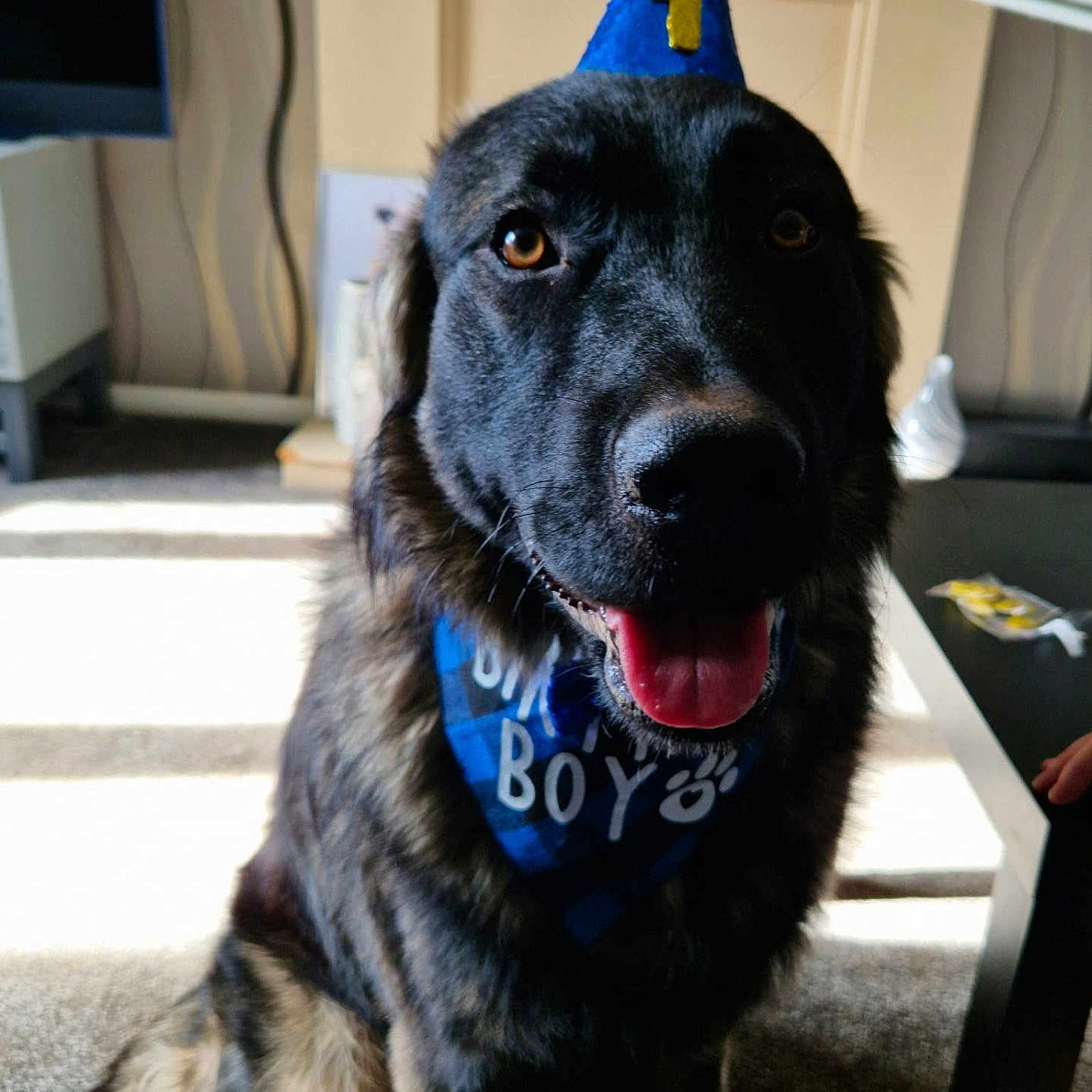 Romeo is registered to the contest to win money with this photo: accessories, animal, architecture, building, canine, computerhardware, dog, electronics, furniture, hardware, hound, indoors, labradorretriever, livingroom, monitor, person, pet, puppy, screen, tv