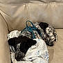 Bella Rose is registered to the contest to win money with this photo: animal, black, blanket, couch, cozy, cute, dog, domestic, fur, harness, indoor, pet, puppy, relaxing, resting, sleeping, snuggling, soft, speckled, white