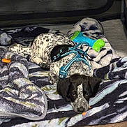 Bella Rose is registered to the contest to win money with this photo: animal, blanket, cozy, cute, dog, domestic_animal, floor, fur, harness, indoor, lying_down, pet, playful, puppy, resting, sleepy, soft, spotted, toy, young_dog