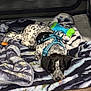 animal, blanket, cozy, cute, dog, domestic_animal, floor, fur, harness, indoor, lying_down, pet, playful, puppy, resting, sleepy, soft, spotted, toy, young_dog