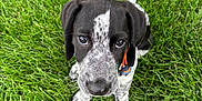 Bella Rose is registered to the contest to win money with this photo: adorable, animal, black_and_white, canine, closeup, collar, cute, dog, fur, grass, leash, looking_up, nature, outdoor, pet, playful, puppy, sitting, spot, young