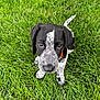 adorable, animal, black_and_white, canine, closeup, collar, cute, dog, fur, grass, leash, looking_up, nature, outdoor, pet, playful, puppy, sitting, spot, young