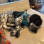 Bella Rose joined the competition — help win amazing prizes! animal, black_and_white, couch, cute, dog, floor, fur, harness, indoor, pet, pet_crate, puppy, relaxing, resting, rope_toy, sleeping, spotted, storage_box, toy, window