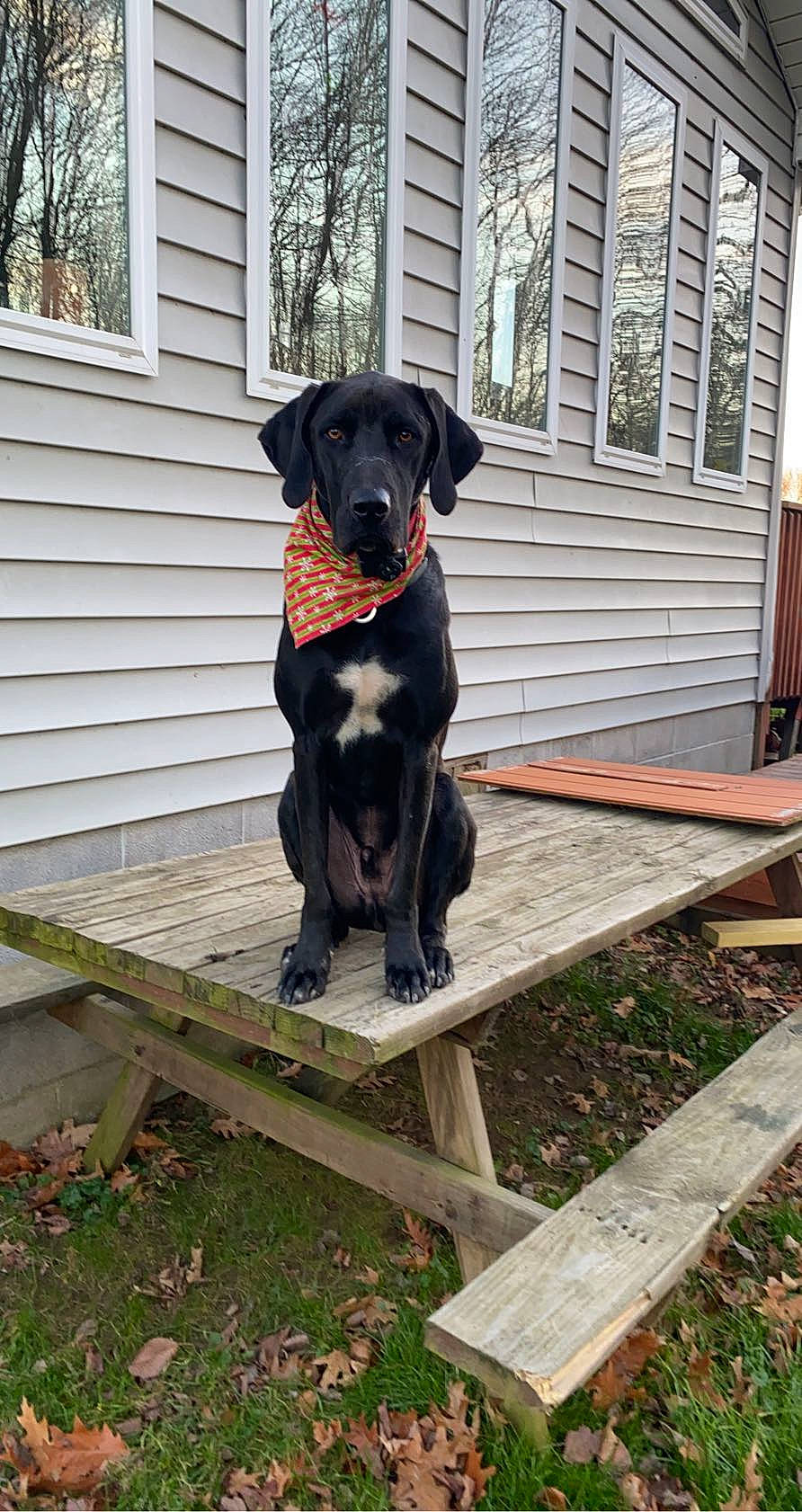 Monty joined the competition — help win amazing prizes! canidae, carnivore, collar, companion_dog, dog, dog_breed, dog_collar, dog_supply, gun_dog, home, labrador_retriever, outdoor_furniture, outdoor_table, pet_supply, retriever, siding, snout, sporting_group, wood, working_animal