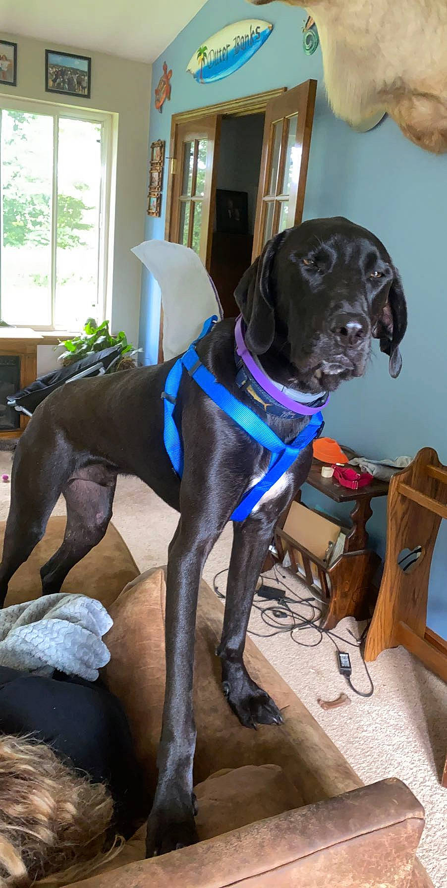 Monty is registered to the contest to win money with this photo: borador, box, canidae, carnivore, collar, companion_dog, daylighting, dog, dog_breed, dog_collar, floor, guard_dog, houseplant, liver, pet_supply, sculpture, sporting_group, tail, working_animal, working_dog