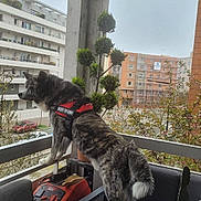 Saiko participe au concours pour gagner de l'argent avec cette photo : apartment, balcony, building, canine, chair, curious, daylight, dog, furniture, greenery, harness, looking, outdoor, pet, plant, potted_plant, railing, residential, side_view, urban