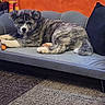 Saiko a rejoint le concours — aidez-le/la à gagner de superbes lots ! animal, brindle, carpet, companion, couch, cozy, cushion, cute, dog, domestic_animal, furniture, household, indoor, laying_down, living_room, orange_wall, pet, puppy, relaxed, toy