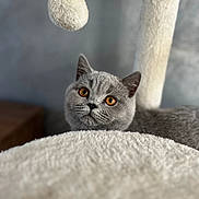 Arès participe au concours pour gagner de l'argent avec cette photo : cat, gray_cat, amber_eyes, fuzzy_ball, cat_tree, indoor, pet, curious, soft_texture, close_up, feline, playful, domestic_animal, whiskers, focused, background_blur, cozy, fur, animal, cute