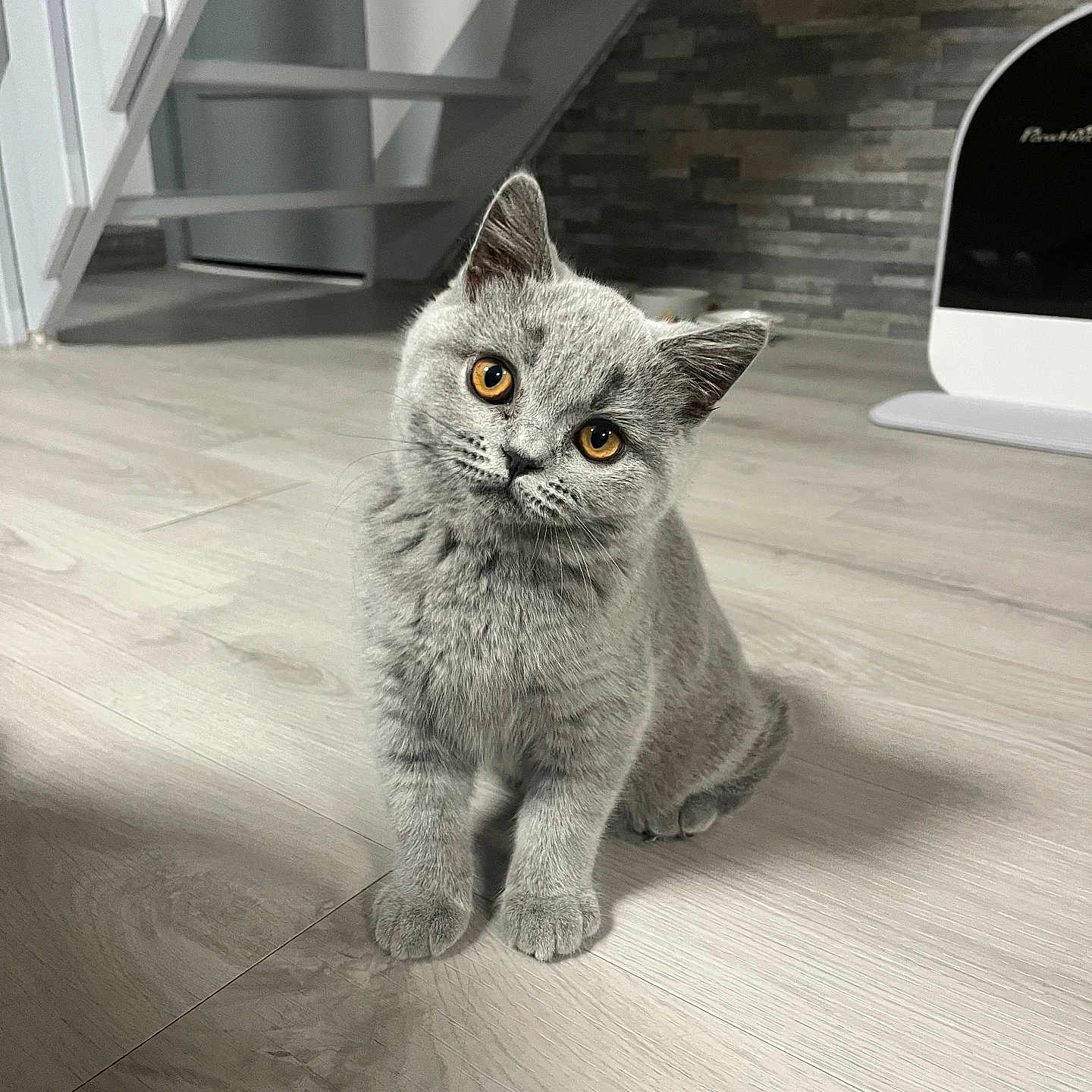 Arès participe au concours pour gagner de l'argent avec cette photo : animal, curious, cute, domestic_cat, ears, eyes, feline, floor, gray_cat, head_tilt, house_interior, indoor, kitten, mammal, pet, sitting, small_pet, whiskers, wooden_floor, young_cat