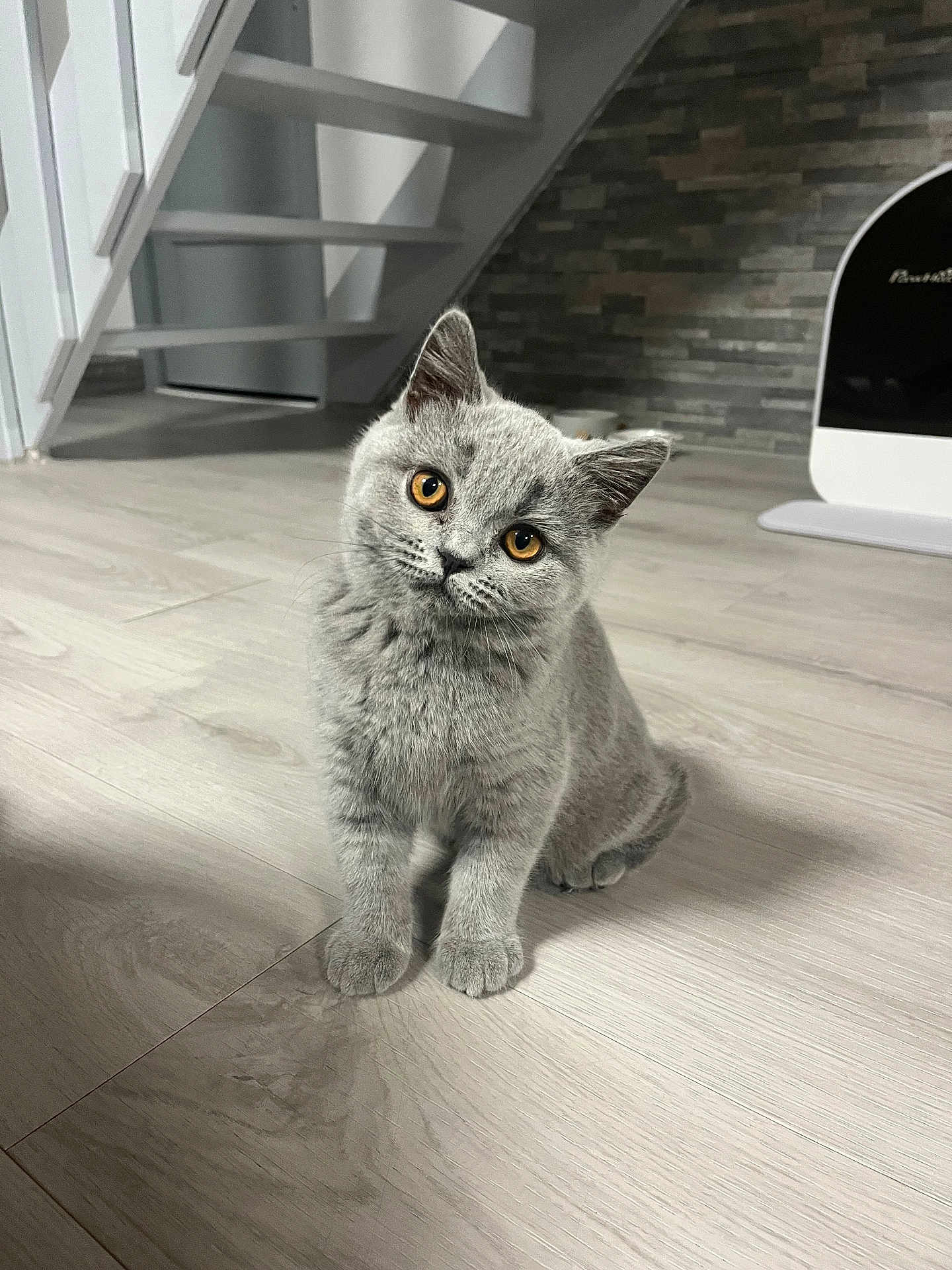 Arès participe au concours pour gagner de l'argent avec cette photo : kitten, gray_cat, pet, indoor, floor, wooden_floor, curious, young_cat, feline, cute, animal, mammal, small_pet, domestic_cat, whiskers, ears, eyes, sitting, head_tilt, house_interior