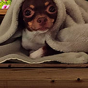 Izzie is registered to the contest to win money with this photo: dog, blanket, flower, pink_flower, wooden_surface, cozy, cute, pet, small_dog, wrapped, fur, outdoor, nature, closeup, face, brown_dog, warm, relaxed, animal, portrait