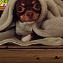 dog, blanket, flower, pink_flower, wooden_surface, cozy, cute, pet, small_dog, wrapped, fur, outdoor, nature, closeup, face, brown_dog, warm, relaxed, animal, portrait