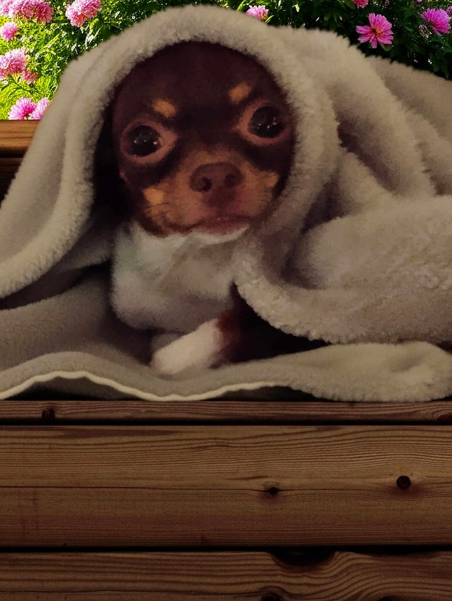 Izzie