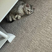 Cupcake is registered to the contest to win money with this photo: cat, kitten, fluffy, gray, white, carpet, floor, furniture, indoor, pet, resting, curious, small, cute, animal, collar, cozy, home, relaxed, lying_down
