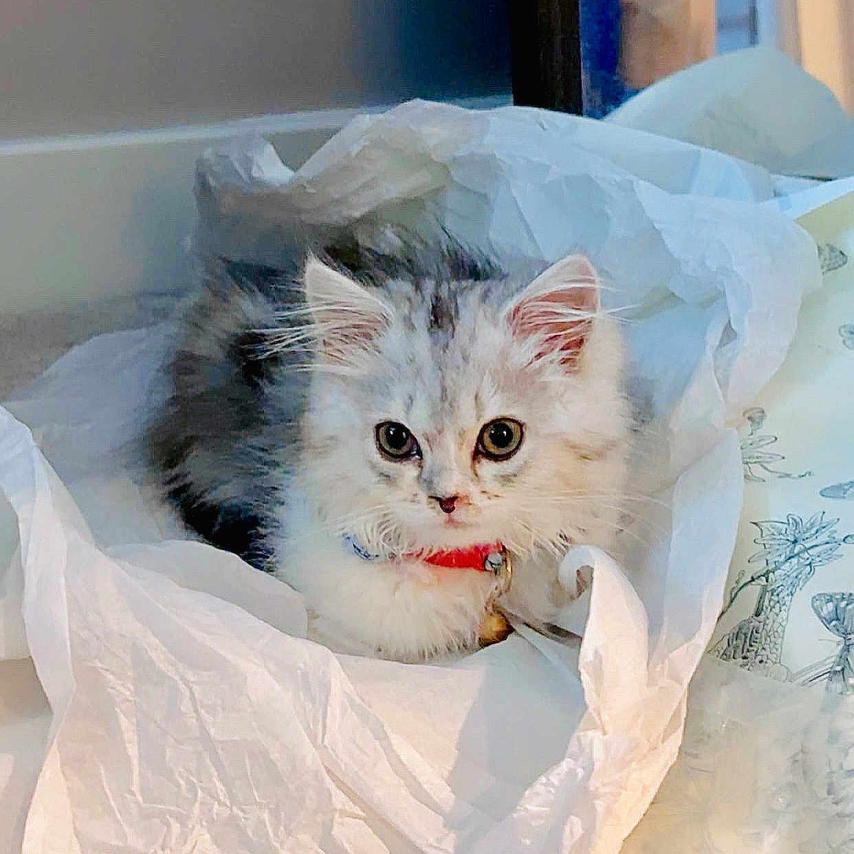 Cupcake joined the competition — help win amazing prizes! animal, bell, cat, collar, curious, cute, ears, eyes, fluffy, fur, gray, indoor, kitten, pet, resting, soft, tissue_paper, whiskers, white, young