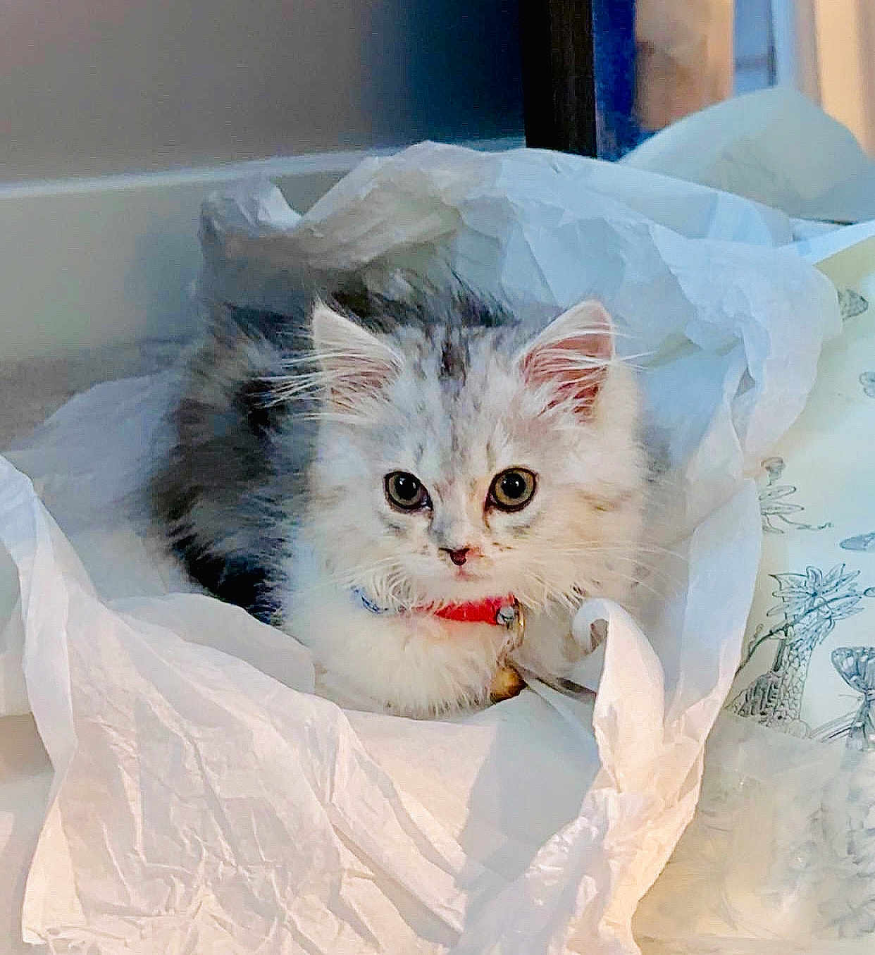 Cupcake joined the competition — help win amazing prizes! kitten, cat, fluffy, pet, animal, tissue_paper, collar, bell, indoor, cute, young, fur, whiskers, ears, eyes, resting, soft, white, gray, curious
