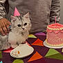 kitten, cat, party_hat, cake, birthday_cake, candle, tablecloth, hand, pet, celebration, indoor, fur, white, gray, pink, decor, food, small, cute, domestic_animal