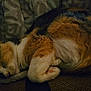 cat, calico, sleeping, curled_up, fur, blanket, cozy, indoor, pet, animal, resting, soft, warm_colors, texture, close_up, quiet, peaceful, couch, relaxation, domestic