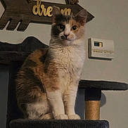 Lily joined the competition — help win amazing prizes! cat, calico_cat, cat_tree, indoor, pet, feline, fur, whiskers, sitting, looking, curious, home, thermostat, decor, wooden_sign, animal, mammal, cute, domestic_cat, furniture