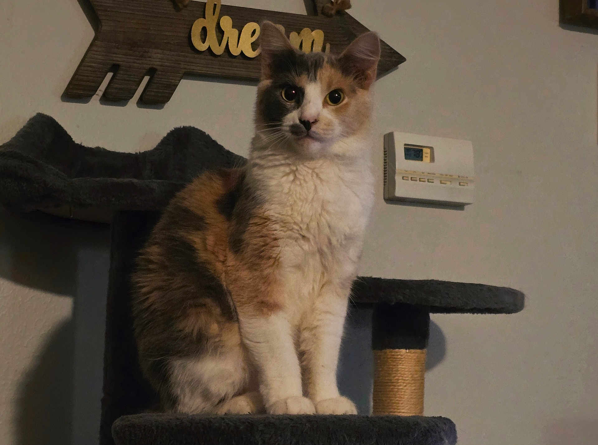 Lily joined the competition — help win amazing prizes! cat, calico_cat, cat_tree, indoor, pet, feline, fur, whiskers, sitting, looking, curious, home, thermostat, decor, wooden_sign, animal, mammal, cute, domestic_cat, furniture