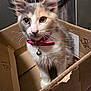 Lily joined the competition — help win amazing prizes! kitten, cat, cardboard_box, pet, collar, bell, whiskers, fur, cute, indoor, animal, curious, small, young, feline, ears, eyes, playing, domestic_animal, closeup