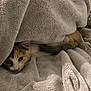 Lily joined the competition — help win amazing prizes! cat, blanket, cozy, fur, indoor, pet, resting, soft, texture, warm, cute, animal, sleepy, comfort, hide, fur_pattern, relaxed, bed, snug, feline