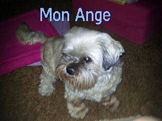 Miyo a rejoint le concours — aidez-le/la à gagner de superbes lots ! bolonka, canidae, carnivore, chinese_imperial_dog, companion_dog, dog, dog_breed, kyi_leo, lhasa_apso, mal_shi, maltepoo, maltese, mammal, morkie, pekapoo, puppy, schnoodle, shih_tzu, snout, vertebrate