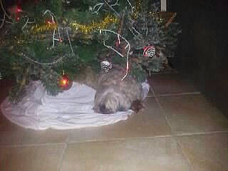 Miyo participe au concours pour gagner de l'argent avec cette photo : cat, christmas, christmas_decoration, christmas_lights, christmas_tree, interior_design, still_life