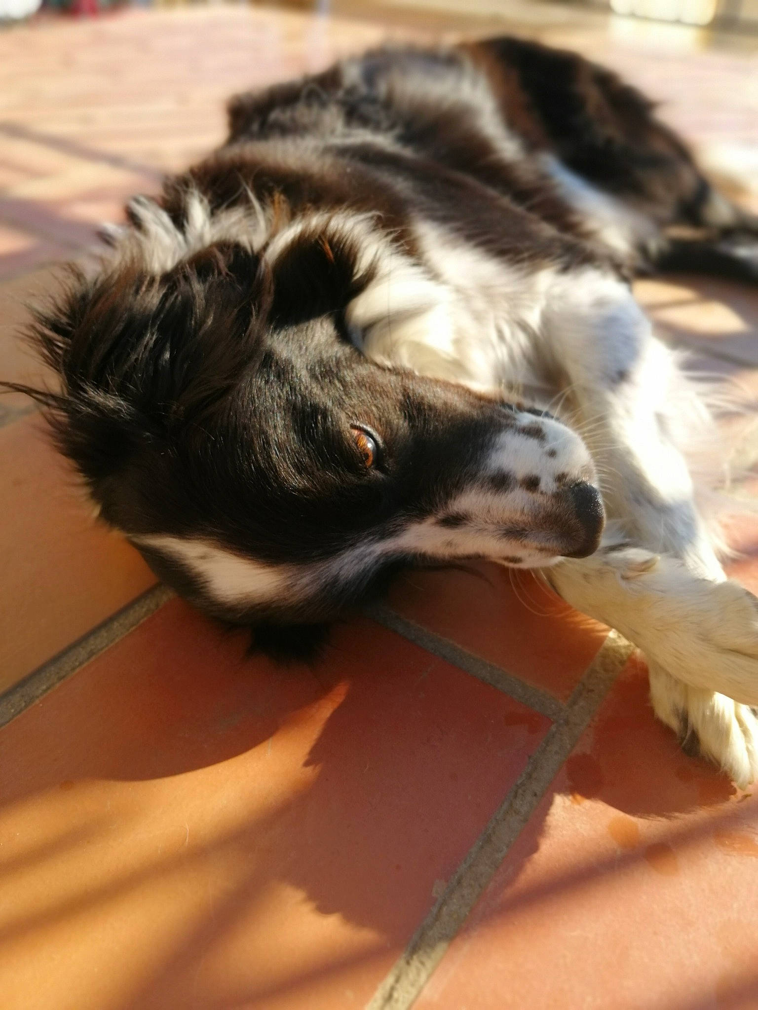 Héros participe au concours pour gagner de l'argent avec cette photo : canidae, carnivore, dog, dog_breed, snout, sporting_group