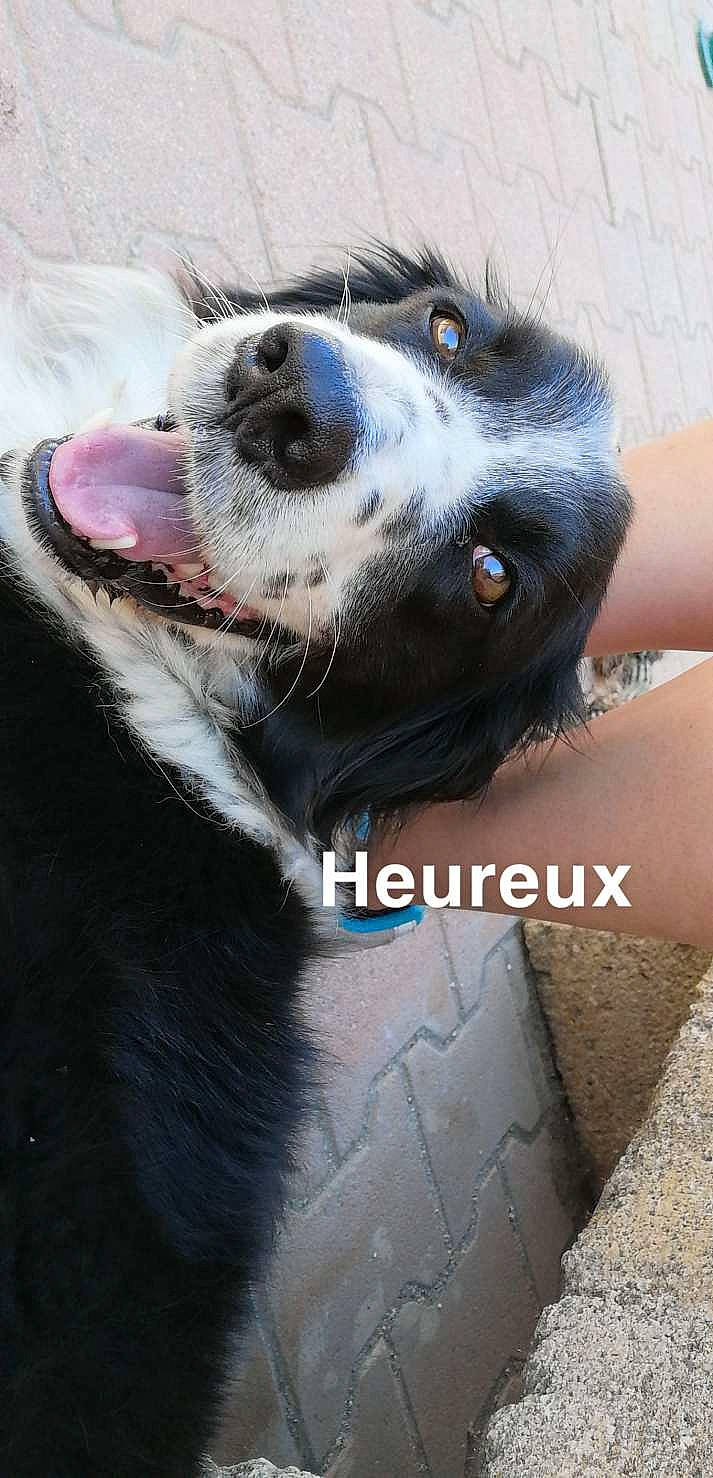 Héros participe au concours pour gagner de l'argent avec cette photo : borador, border_collie, canidae, carnivore, dog, dog_breed, mammal, nose, snout, sporting_group, street_dog, vertebrate, whiskers