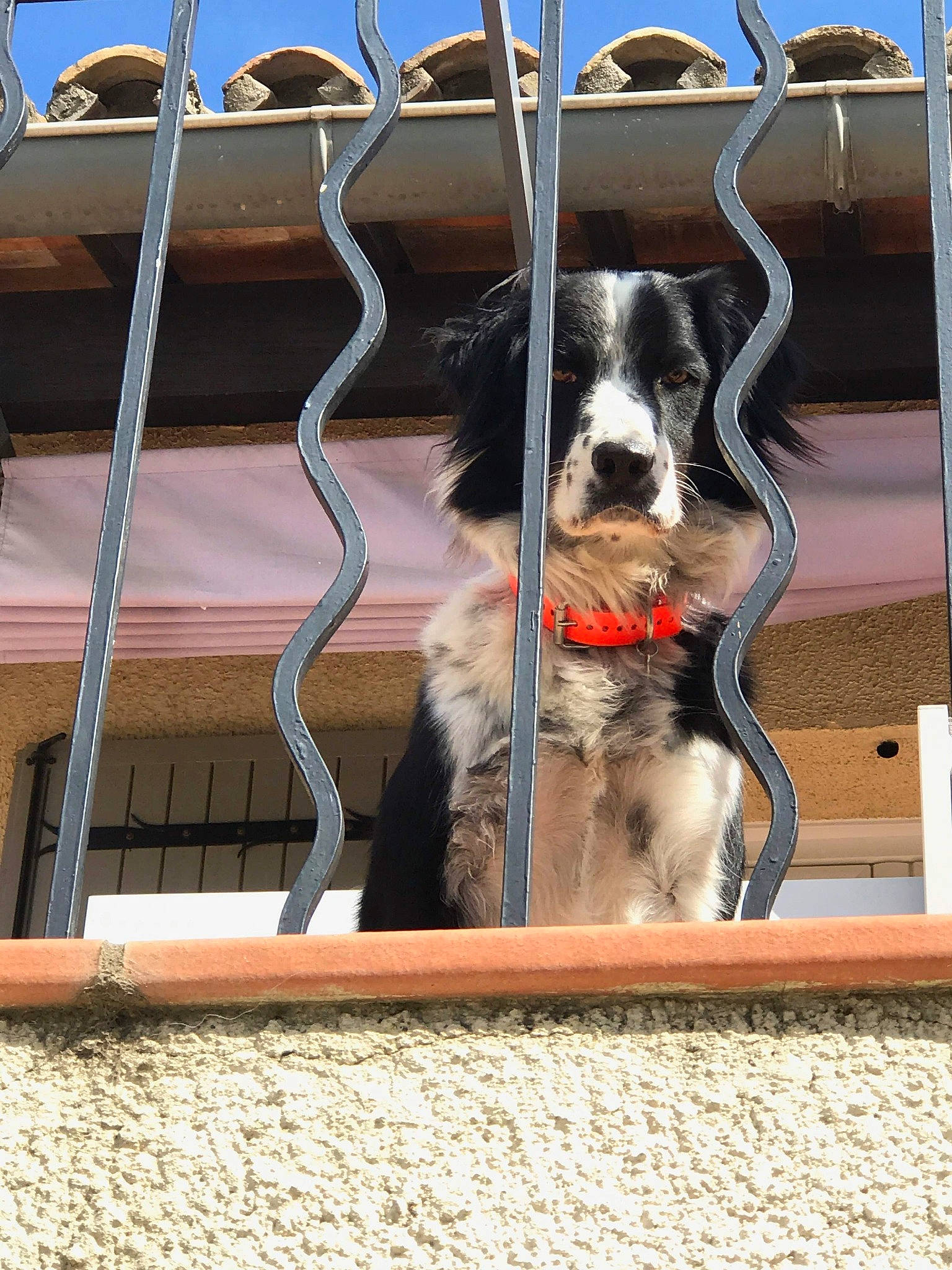 Héros a rejoint le concours — aidez-le/la à gagner de superbes lots ! border_collie, canidae, carnivore, dog, dog_breed, sporting_group, working_dog