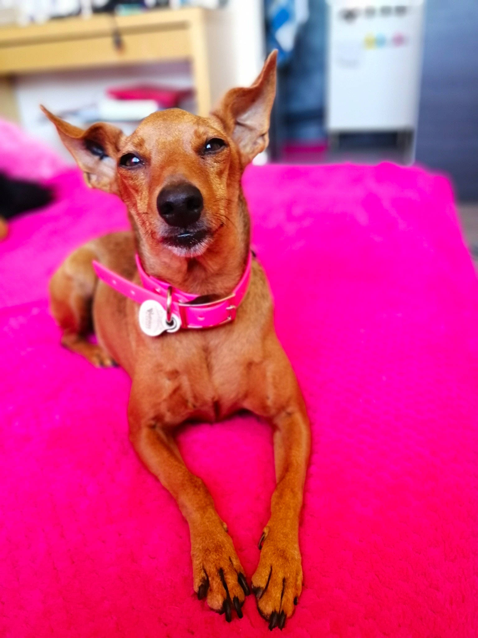 Isa a rejoint le concours — aidez-le/la à gagner de superbes lots ! carnivoran, dog, dog_breed, dog_like_mammal, german_pinscher, miniature_pinscher, pinscher, snout