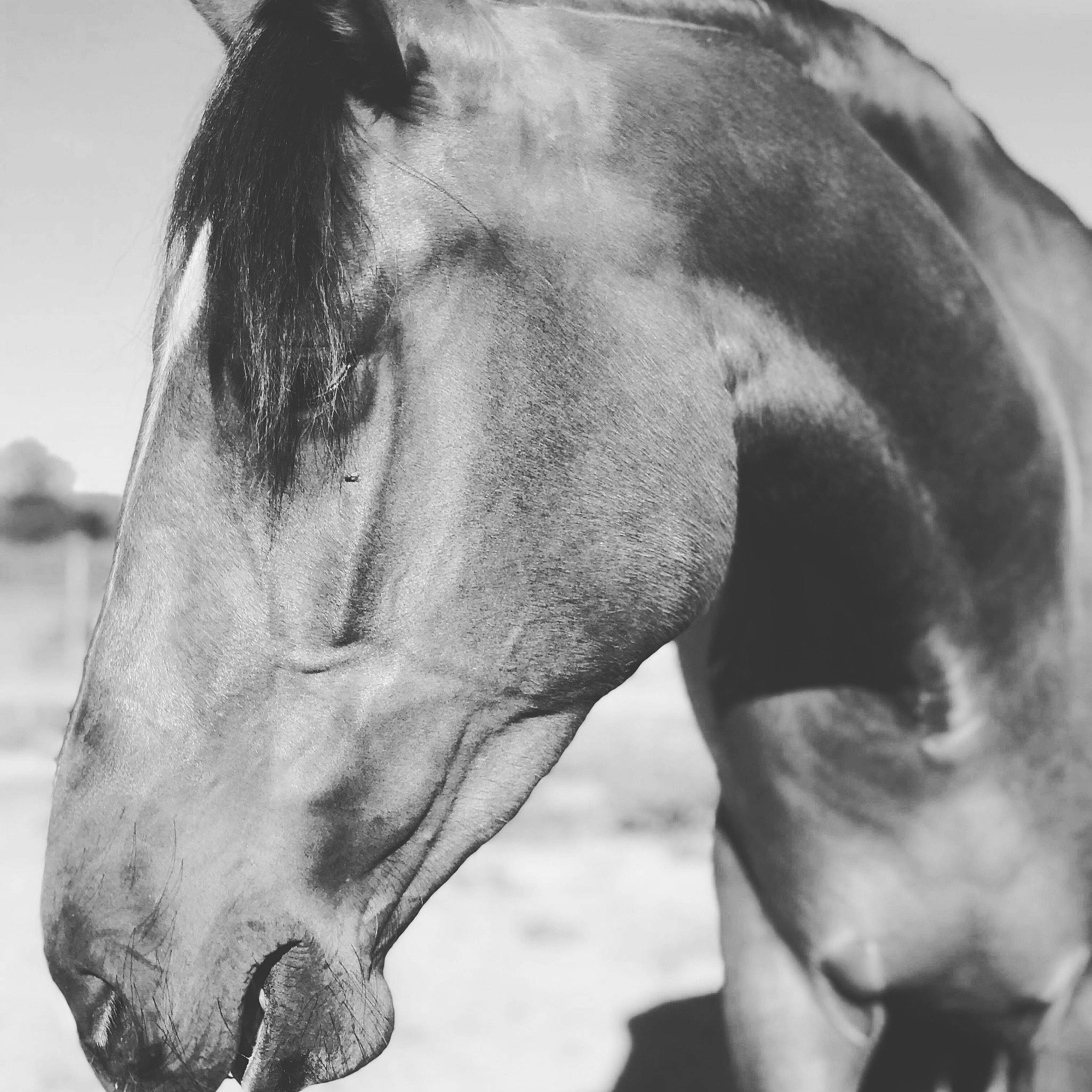 Fango participe au concours pour gagner de l'argent avec cette photo : black, black_and_white, bridle, close_up, fauna, head, horse, horse_like_mammal, horse_supplies, mane, monochrome, monochrome_photography, muscle, mustang_horse, neck, nose, organ, photography, snout, stallion
