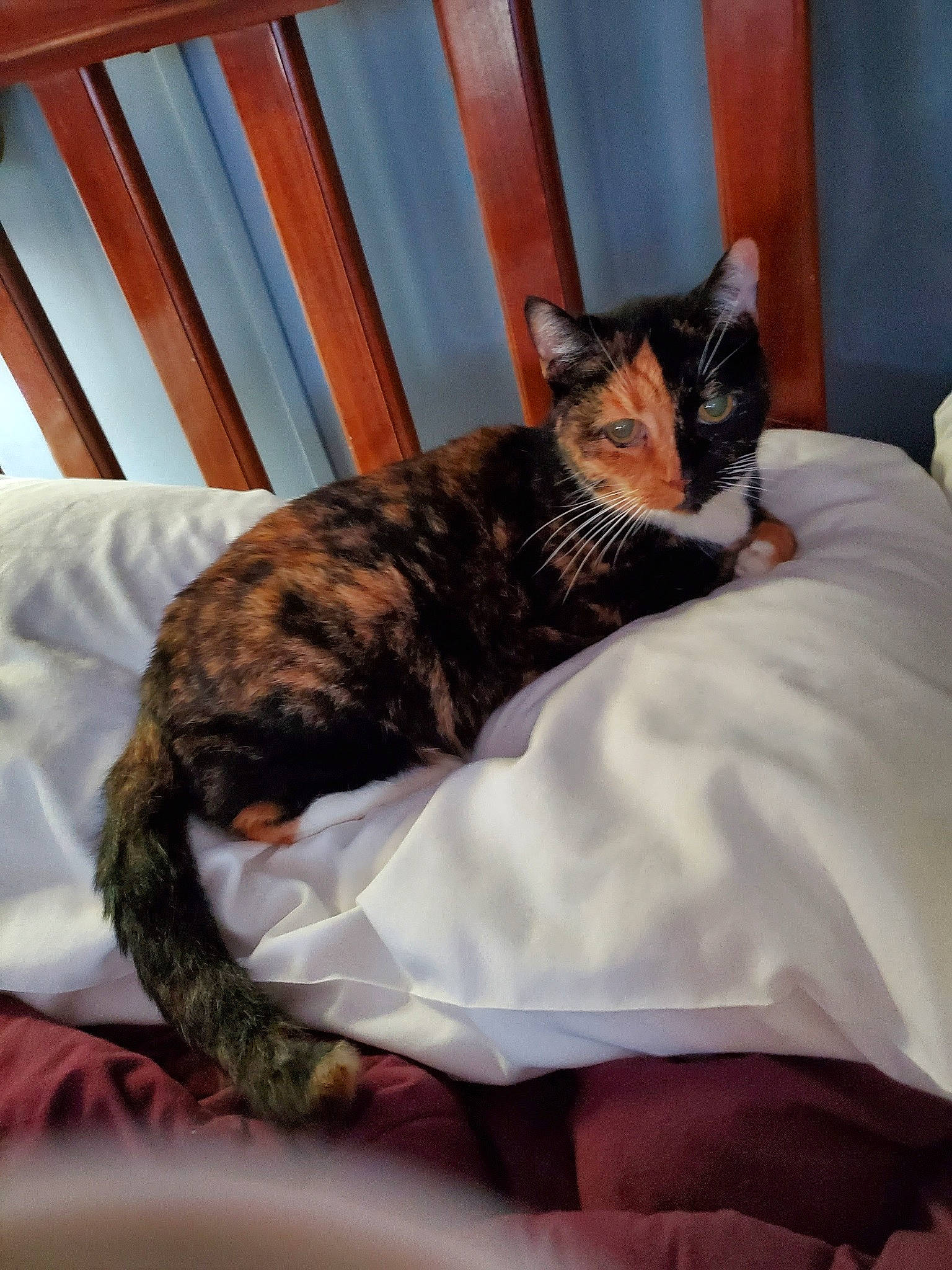 Calliebeara is registered to the contest to win money with this photo: bed, bed_sheet, bedding, carnivore, cat, cat_supply, comfort, domestic_short_haired_cat, felidae, fur, linens, pet_supply, room, small_to_medium_sized_cats, tail, terrestrial_animal, textile, tree, whiskers, wood