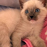 Snowflake is registered to the contest to win money with this photo: kitten, cat, blue_eyes, fluffy, fur, pink_blanket, cozy, cute, pet, animal, indoor, resting, young, whiskers, paw, soft, close_up, relaxed, domestic_cat, feline