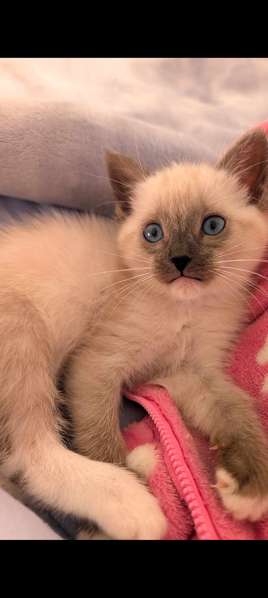 Snowflake is registered to the contest to win money with this photo: kitten, cat, blue_eyes, fluffy, fur, pink_blanket, cozy, cute, pet, animal, indoor, resting, young, whiskers, paw, soft, close_up, relaxed, domestic_cat, feline