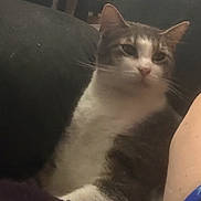 Merle is registered to the contest to win money with this photo: animal, blurred_background, cat, close_up, companionship, cozy, cushion, domestic, feline, fur, furniture, gray_and_white, indoor, person_arm, pet, relaxed, resting, seated, soft, whiskers