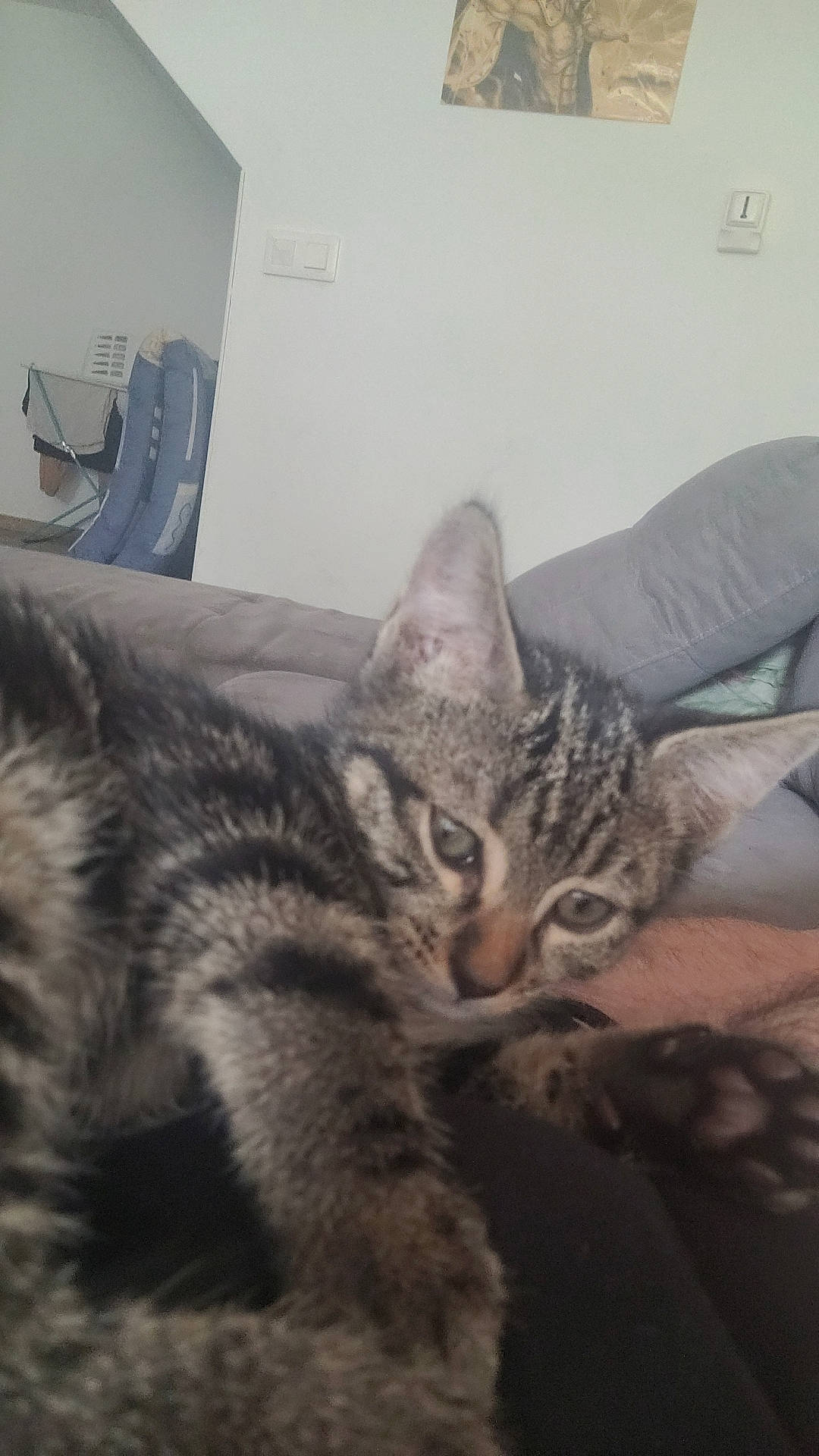 Ma Vie a rejoint le concours — aidez-le/la à gagner de superbes lots ! carnivore, cat, comfort, domestic_short_haired_cat, felidae, fur, grey, metal, nap, paw, room, sitting, small_to_medium_sized_cats, snout, square, tail, terrestrial_animal, whiskers