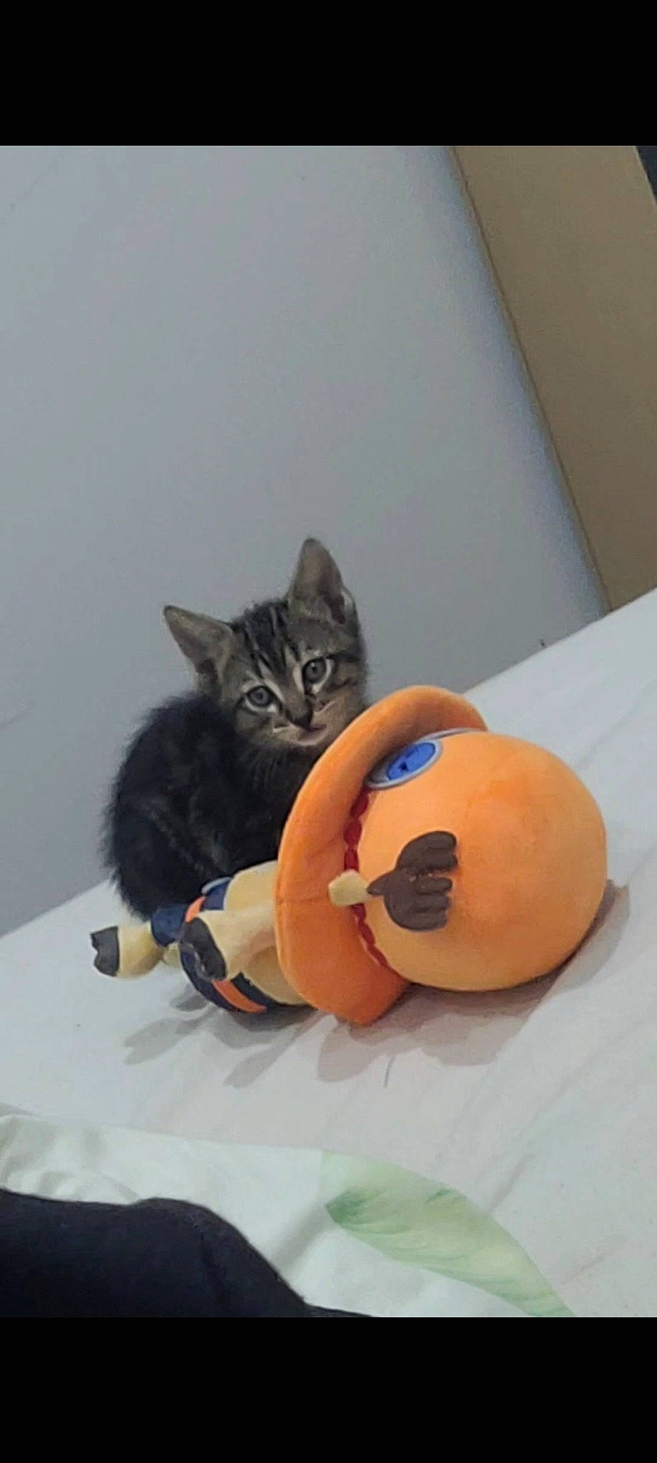 Ma Vie participe au concours pour gagner de l'argent avec cette photo : ball, carnivore, cat, comfort, domestic_short_haired_cat, felidae, fur, plush, room, small_to_medium_sized_cats, stuffed_toy, table, tail, whiskers, wood