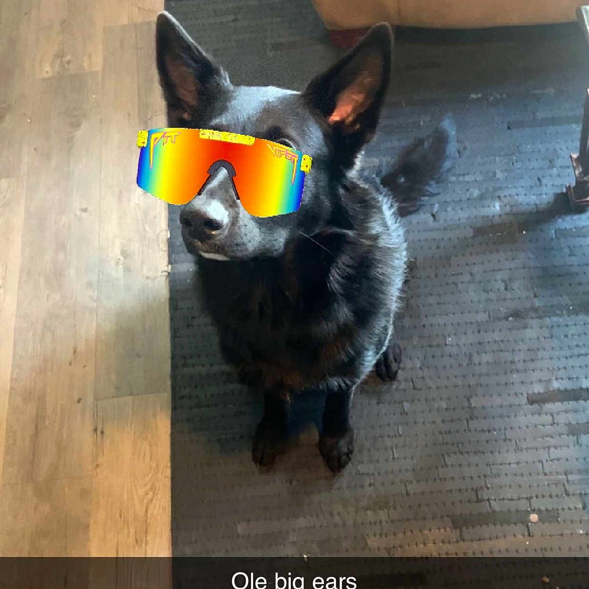 Ace is registered to the contest to win money with this photo: canidae, carnivore, companion_dog, couch, dog, dog_breed, dog_supply, fawn, felidae, floor, flooring, hardwood, pet_supply, small_to_medium_sized_cats, snout, sporting_group, tail, whiskers, wood, working_animal