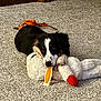 animal, black_and_white, carpet, chew_toy, cute, dog, ears, fur, home, indoor, looking, lying_down, paws, pet, playing, plush_toy, puppy, relaxed, snout, toy