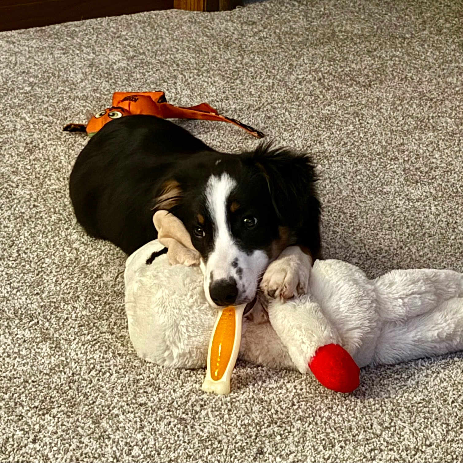 Wryn is registered to the contest to win money with this photo: animal, black_and_white, carpet, chew_toy, cute, dog, ears, fur, home, indoor, looking, lying_down, paws, pet, playing, plush_toy, puppy, relaxed, snout, toy