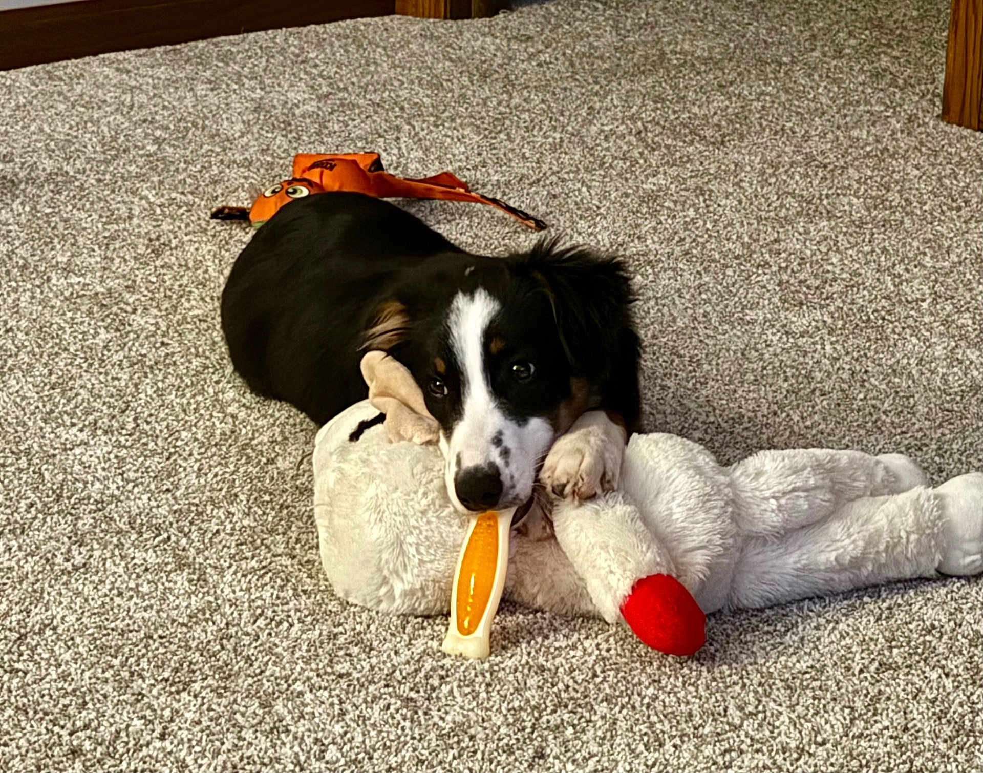Wryn is registered to the contest to win money with this photo: animal, black_and_white, carpet, chew_toy, cute, dog, ears, fur, home, indoor, looking, lying_down, paws, pet, playing, plush_toy, puppy, relaxed, snout, toy