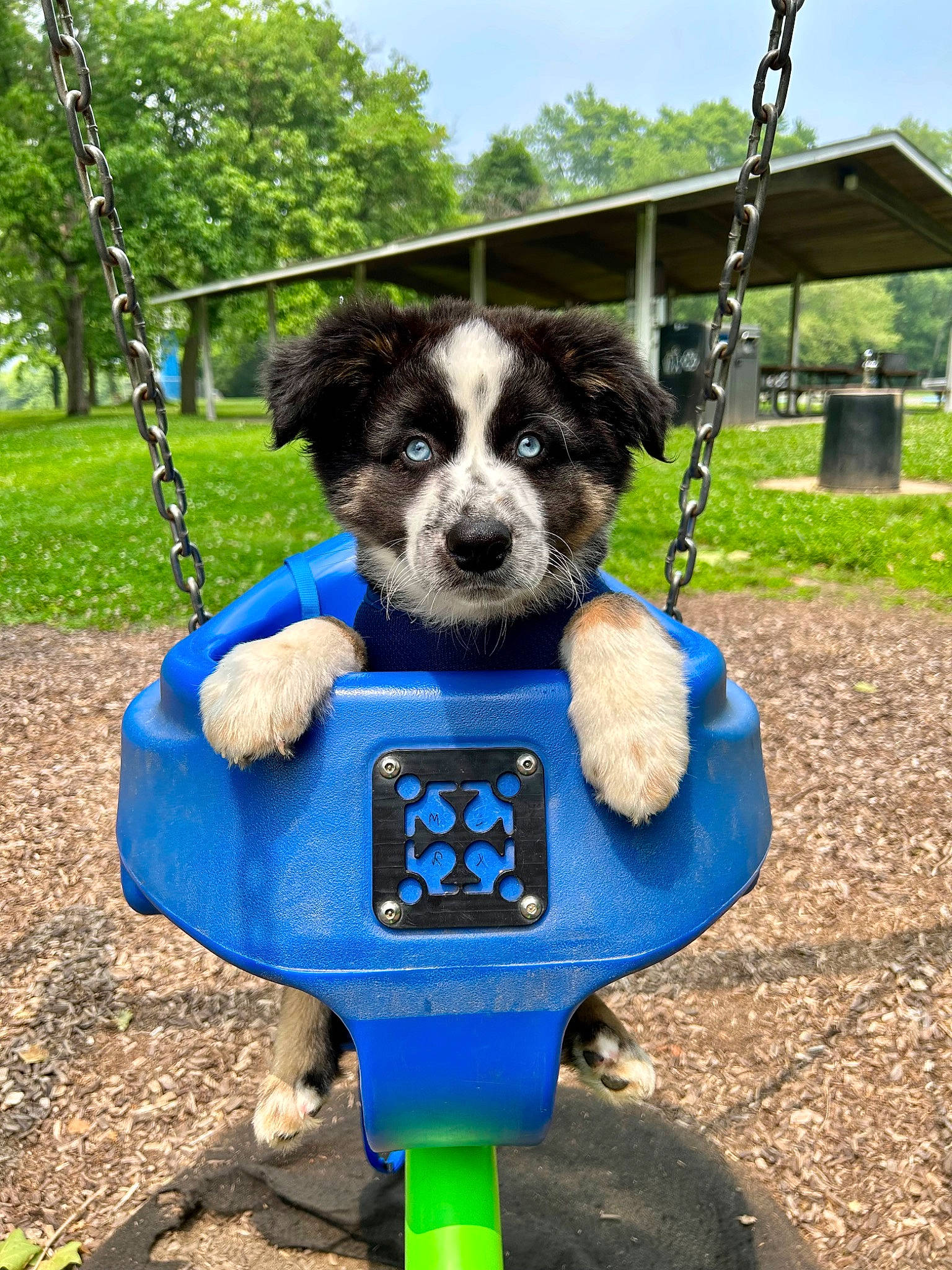 Odie joined the competition — help win amazing prizes! bicycle_accessory, blue, canidae, carnivore, collar, companion_dog, dog, dog_breed, dog_supply, electric_blue, fashion_accessory, grass, pet_supply, plant, recreation, sky, snout, sporting_group, tree, wheel