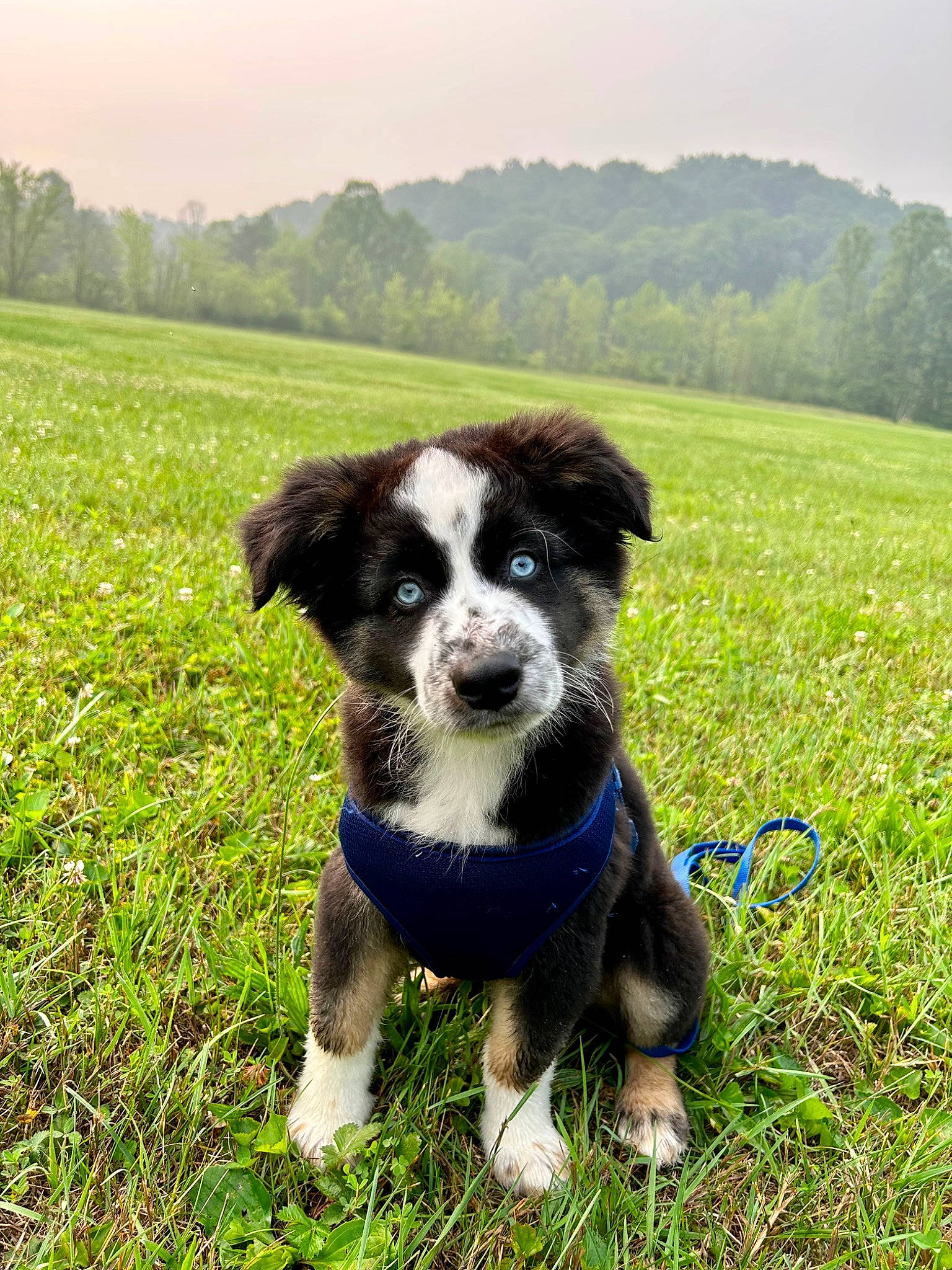 Odie is registered to the contest to win money with this photo: border_collie, canidae, carnivore, companion_dog, dog, dog_breed, grass, grassland, herding_dog, pasture, people_in_nature, plant, prairie, sky, snout, sporting_group, tail, tree, working_animal, working_dog
