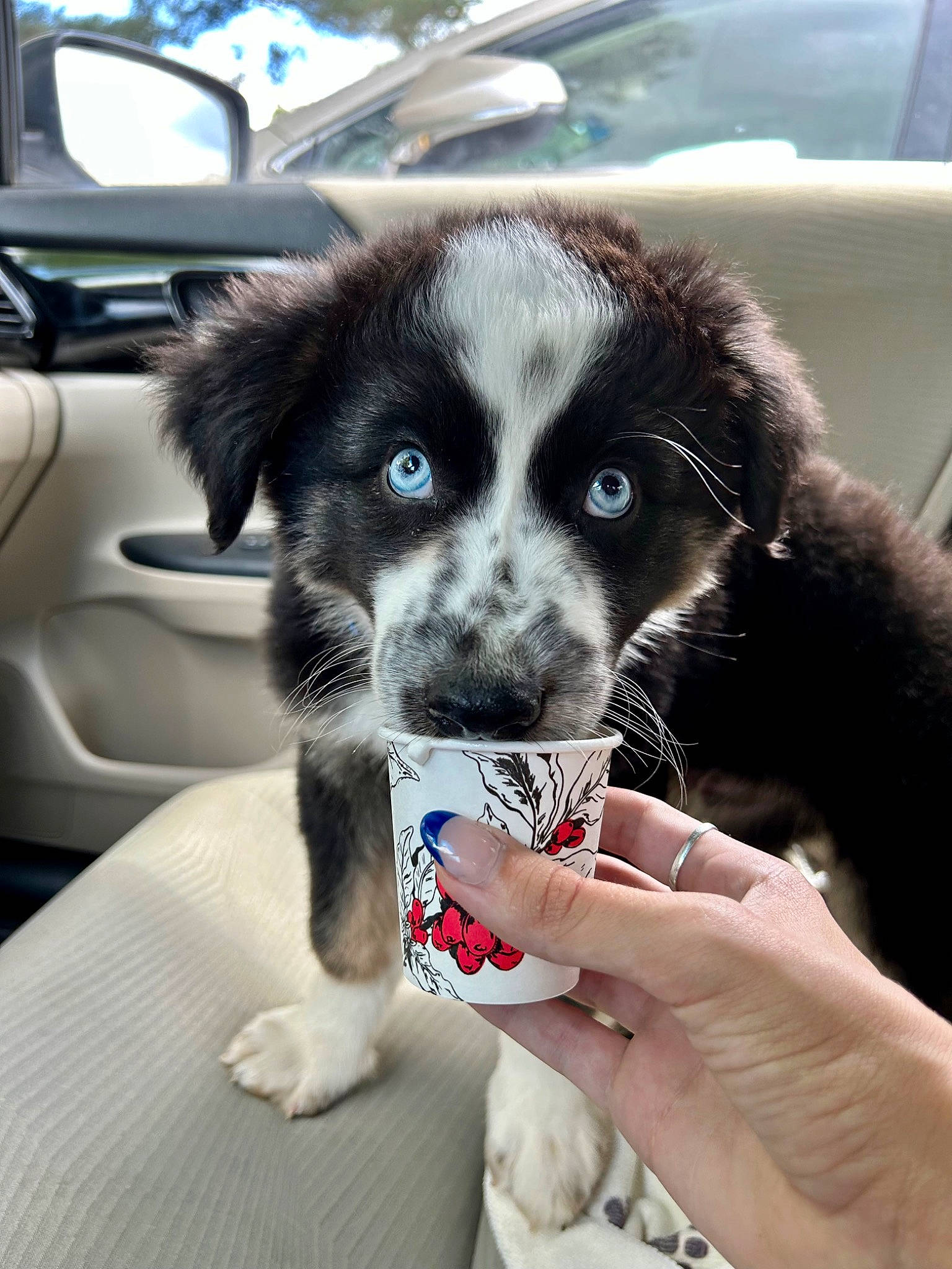 Odie joined the competition — help win amazing prizes! automotive_lighting, automotive_mirror, border_collie, canidae, car, carnivore, companion_dog, dog, dog_breed, fur, herding_dog, hood, nail, personal_luxury_car, snout, sporting_group, vehicle, vehicle_door, whiskers, windshield